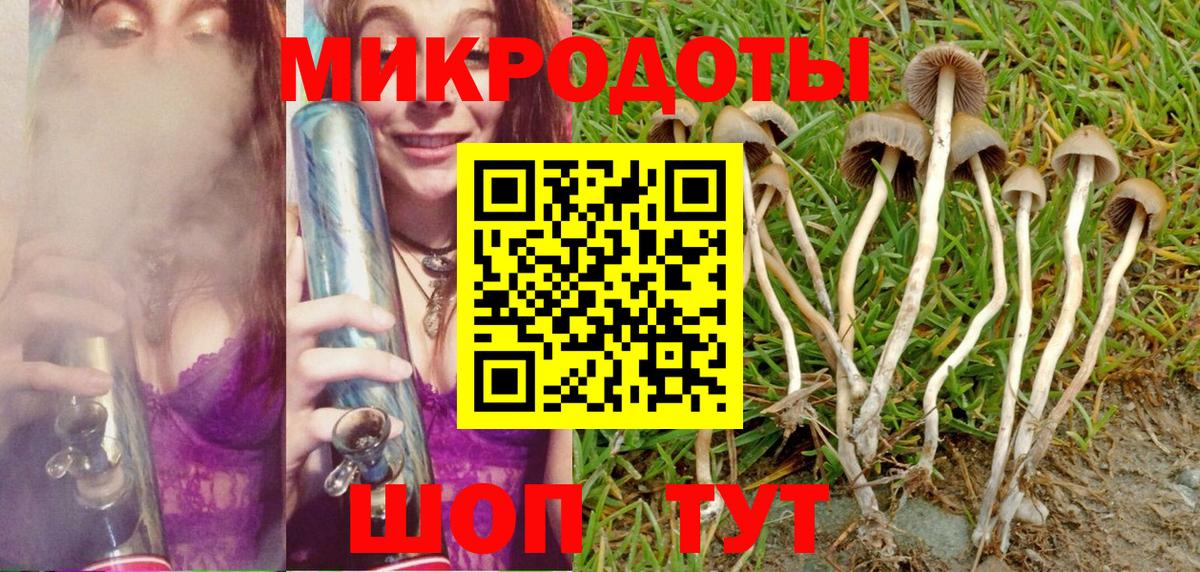 Галлюциногенные грибы Psilocybe Кузнецк