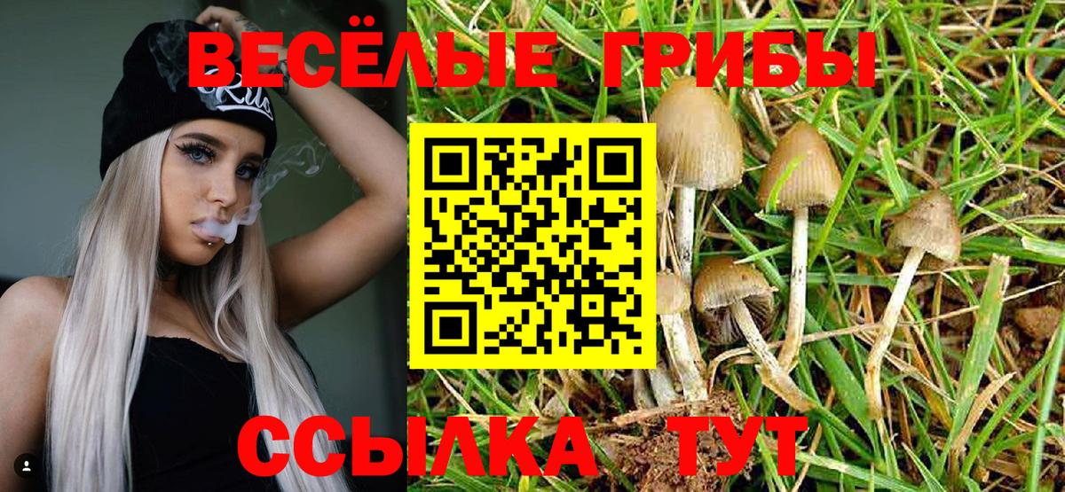 Кузнецк  Псилоцибиновые грибы ЛСД  сколько стоит  Вход с VPN 